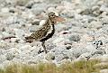 Heilo - European golden plover (Pluvalis apricaria) ad. summer